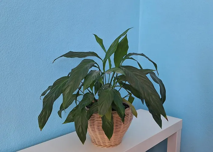 Apartamento Kamarytka